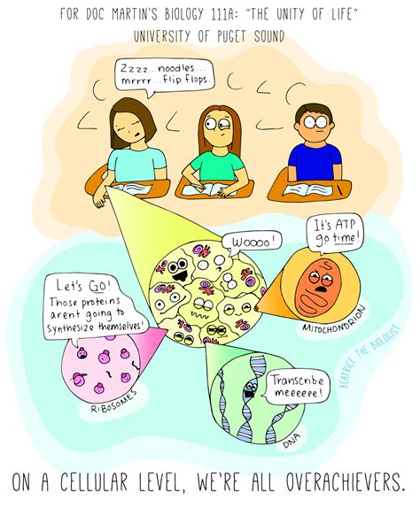 On A Cellular Level We Re All Overachievers Beatrice The Biologist Cell Biology