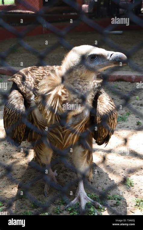 Gyps Bengalensis Gmelin 1788 Or Bengal Vulture Or White Rumped