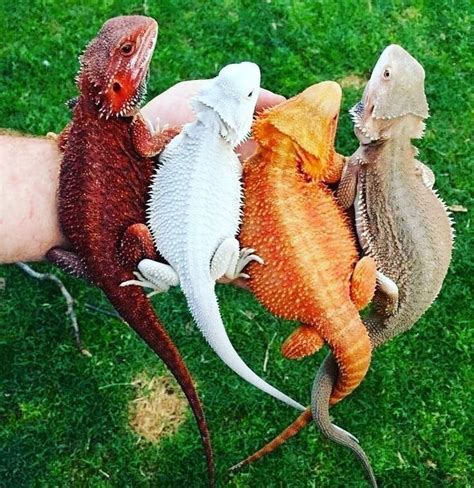 What Colors Are Bearded Dragons Alexandra Lakeland