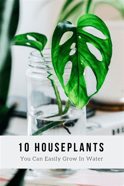 10 Houseplants You Can Easily Grow In Water