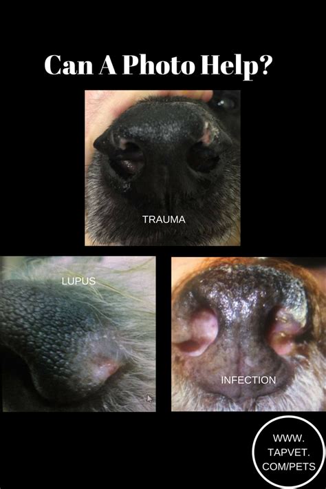 Nose Problems In Dogs Posted On Tapvet An App With A Strong Community