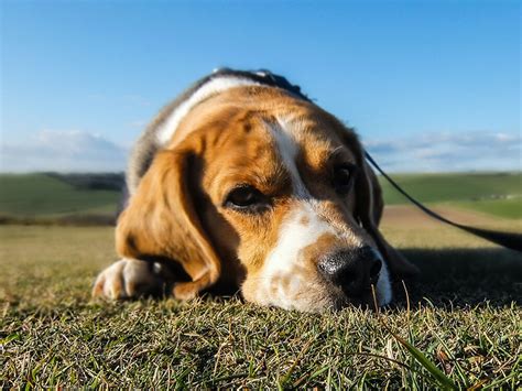 Here are the dog food advisor's top 10 best small breed dog foods for july 2021. Colitis in Dogs: Causes, Symptoms, and Treatments | UK Pets