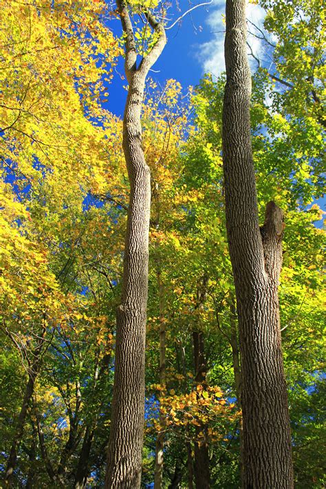 Free Picture Tree Leaf Wood Landscape Nature Poplar Forest Autumn