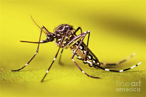 Aedes Aegypti Mosquito Photograph By Cdcscience Photo Library Fine
