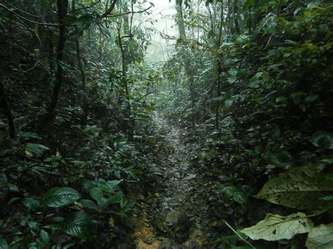 Free Images Wilderness Hiking Trail Sunlight Rain Stream Jungle