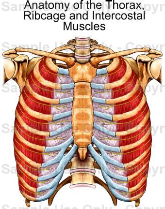 The thoracic cage (rib cage) is the skeletal framework of the thoracic wall, which encloses the thoracic cavity. Rib Cage Muscles Anatomy - Medical Illustration Of ...