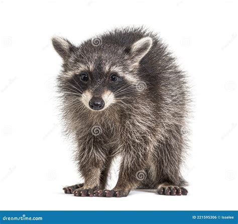 Raccoon Standing On Hind Legs Royalty Free Stock Photo Cartoondealer