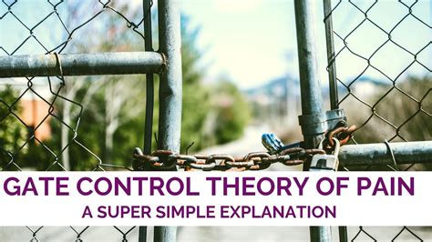 According to the gate control theory, pain is a balance between information traveling into the spinal cord through large nerve fibers and information with pain stimulation, small nerve fibers are active. Gate Control Theory of Pain Explanation - YouTube