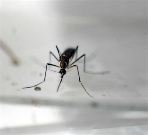 cdc encourages guidance to prevent sexual transmission of zika virus cnw network