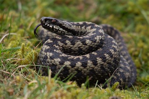 El N Zet Gondolatjel Folt Venomous Snakes In Great Britain Elk Nyeztet Kritikus Settle