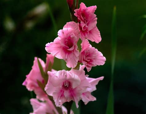 Flowers Gladiolus Pink Flower Hd Wallpaper Peakpx