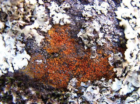 We did not find results for: Firedot Lichen (Lichens of Bouverie Preserve) · iNaturalist