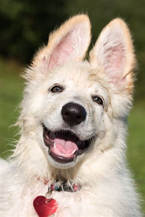 A White German Shepherd Pup With A Lovely Smile German Shepherd Dogs