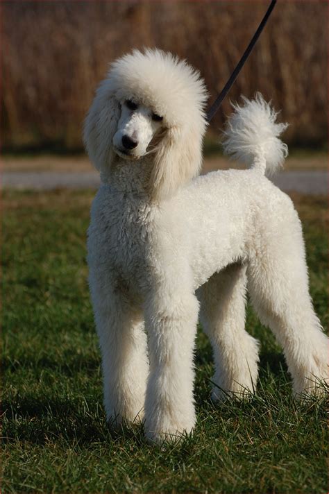 26 Standard Poodle Hairstyles Hairstyle Catalog