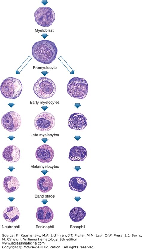 Structure And Composition Of Neutrophils Eosinophils And Basophils