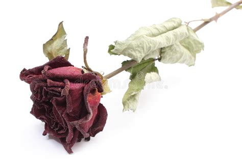 Grab a few and get this photo instantly. Dried Red Rose On White Background Stock Image - Image of ...