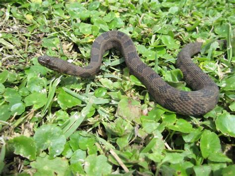 Brown Water Snake From The Everglades Herpetology