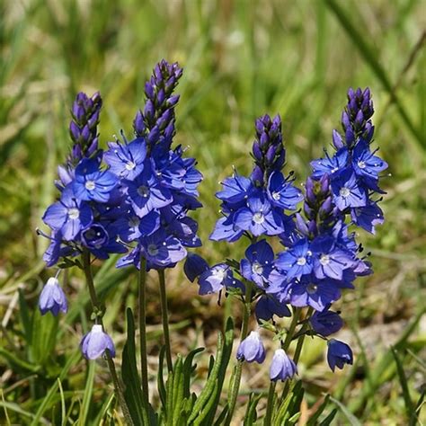 Maybe you would like to learn more about one of these? Arbuste à fleurs bleues : liste - Ooreka