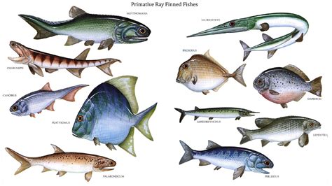 Fish Wallpaper Animals Fish