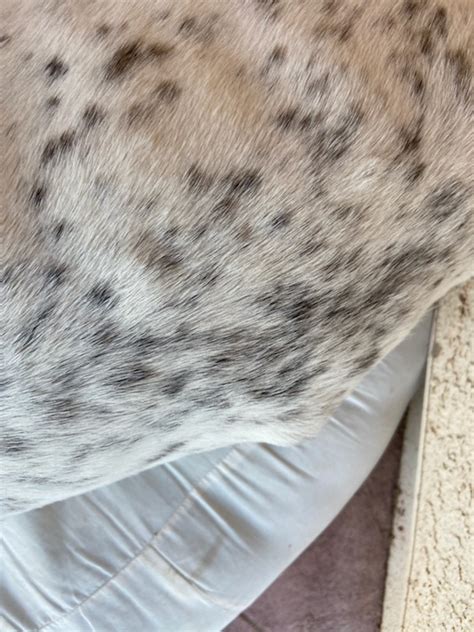 Is There Any Way To Shrink Lumps On My 15 Year Old Pointer He Has A