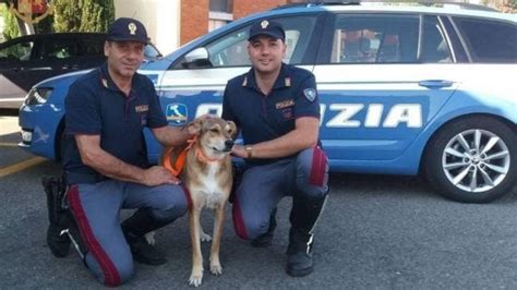 Riaperto il tratto tra terre di canossa e reggio emilia. Firenze: ritrovata Sibilla, la canina scappata dopo l ...