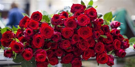 Ver más ideas sobre rosas, flores mas lindas, flores. Tipos de rosas - Tipos.Wiki