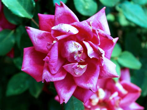 Free Images Flower Petal Pink Flora Floribunda Macro Photography
