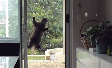 Check spelling or type a new query. Funny cat spy climbs screen door to have a better look ...
