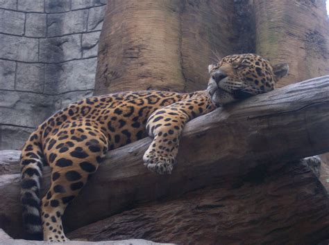 Free Sleeping Leopard Stock Photo
