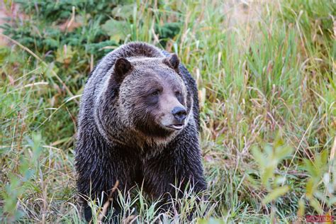 Grizzly Bear Banff National Park Alberta Canada Royalty Free Image