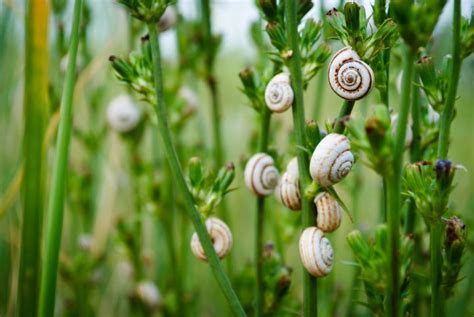 Maybe you would like to learn more about one of these? How to Get Rid of Snails in Your Garden | Yard and Garage