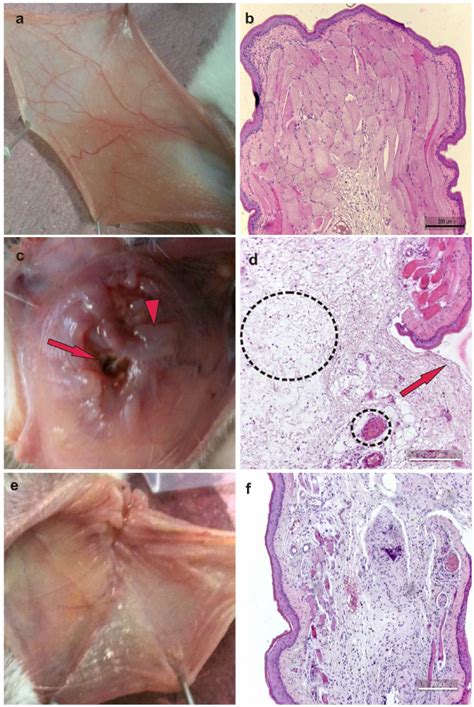 Macroscopic And Microscopic Aspects Of Healthy Hamster Cheek Pouches A
