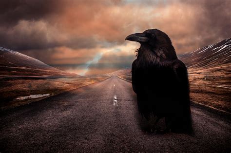 Raven Free Stock Photo Public Domain Pictures