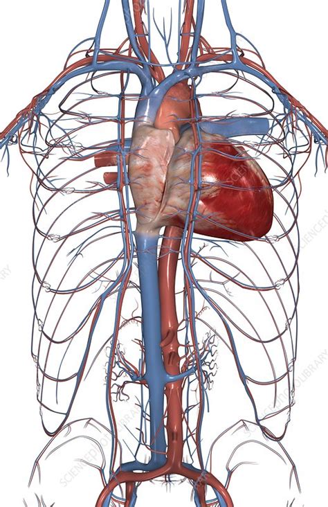 The Blood Vessels Of The Upper Body Stock Image C0081051 Science