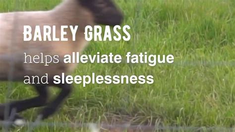 However, its barley grass promotes sleep; This is NOT Barley Grass - YouTube