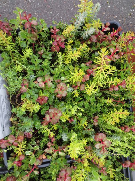 Mixed Sedum Groundcover Sold In Flats At The Home Depot Dream Garden