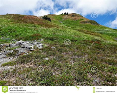 Wildflowers Blooms In The North Cascade Mountains Stock Image Image