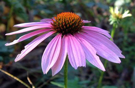 Purple coneflowers or echinacea purpurea is part of the asteraceae family and echinacea genus. Purple Coneflower | Maples N More Nursery