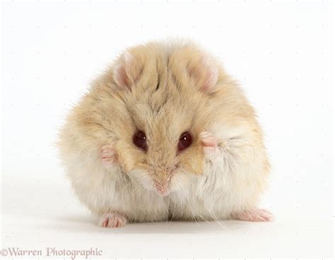 Dwarf Siberian Hamster Photo Wp17275