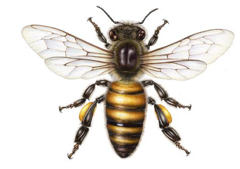 Honey Bee Apis Mellifera 2 Lizzie Harper