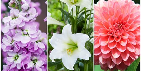 10 Summer Flowers That Bloom In July Best Seasonal Flowers Uk