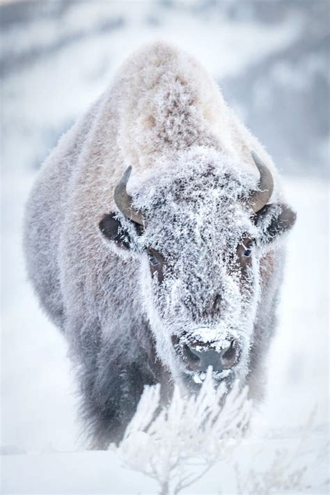 Frosty The Bison Snow Covered Bison Buffalo In Snow By Robs Wildlife