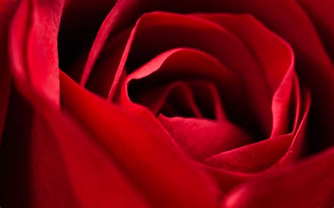 Download Wallpaper 3840x2400 Rose Red Close Up Petals Flower Macro