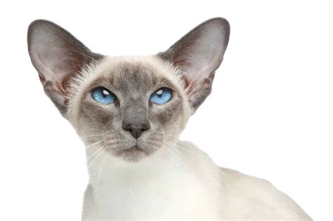 The Seal Point Siamese Cat 2023 Best Of All Siamese Breed