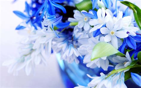 White & Blue Flowers - Flowers Wallpaper (33698267) - Fanpop