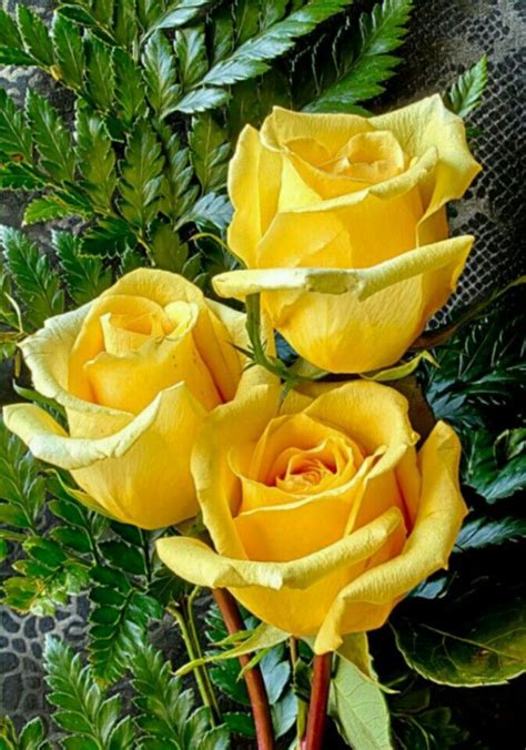 Pin By Yahaira B On Flowers And Other Pretty Things Yellow Roses