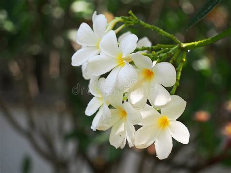 Select Focus Frangipani Plumeria Flowers Border Design After The