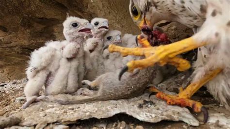 Nest Life Of The Prairie Falcon Produced By Steve Chindgren Youtube