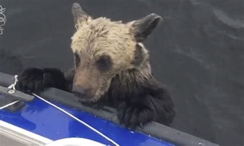 Moment Fishermen Save Two Drowning Bear Cubs In Russia Daily Mail Online