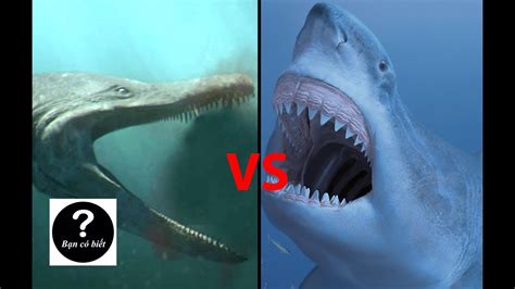 The megalodon shark and predator x, a prehistoric marine reptile, were massive predators whose teeth allowed them to cut their. Megalodon vs Predator-X, con nào sẽ thắng #17 || Bạn Có ...
